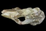 Fossil Synapsid Pelvic Bone Fragment - Texas #107006-2
